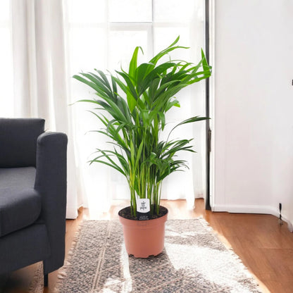 Areca - Dypsis lutescens