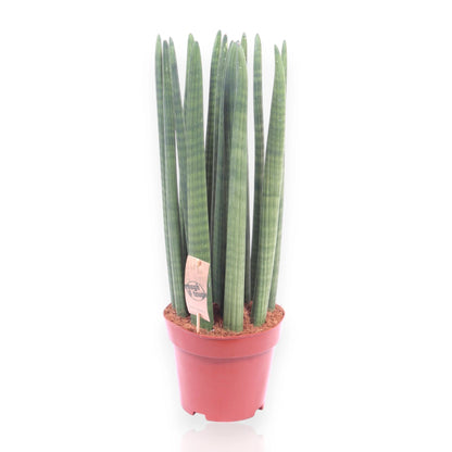 Sansevieria cylindrica Straight con foglie cilindriche dritte in vaso moderno da interno