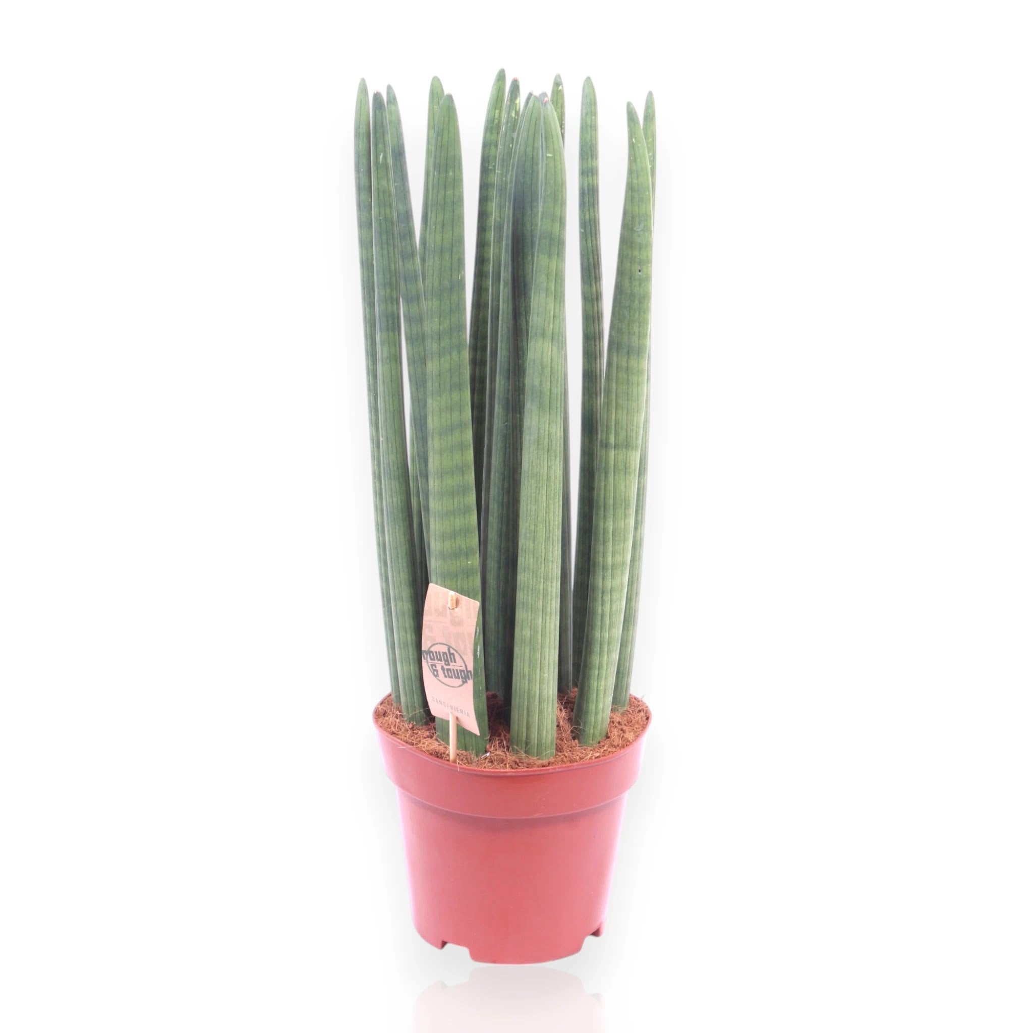 Sansevieria cylindrica Straight con foglie cilindriche dritte in vaso moderno da interno