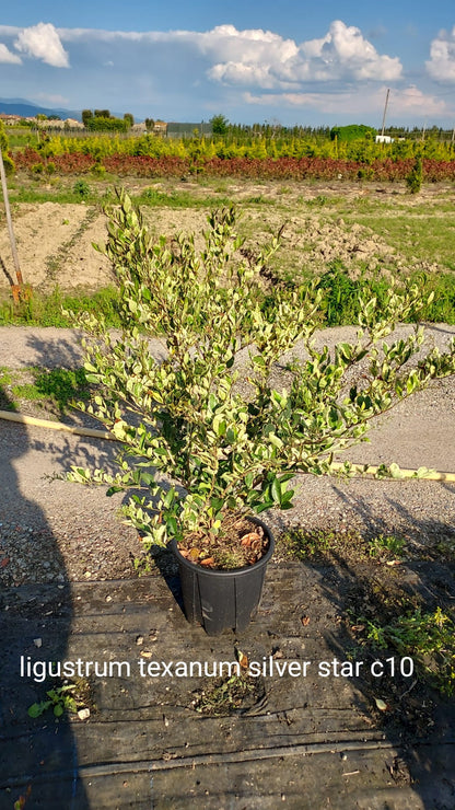 Ligustro texanum Silver Star arbusto sempreverde con portamento eretto compatto in giardino