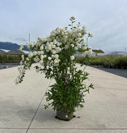 Dettaglio fiori bianchi Spiraea vanhouttei raggruppati in corimbi densi sui rami