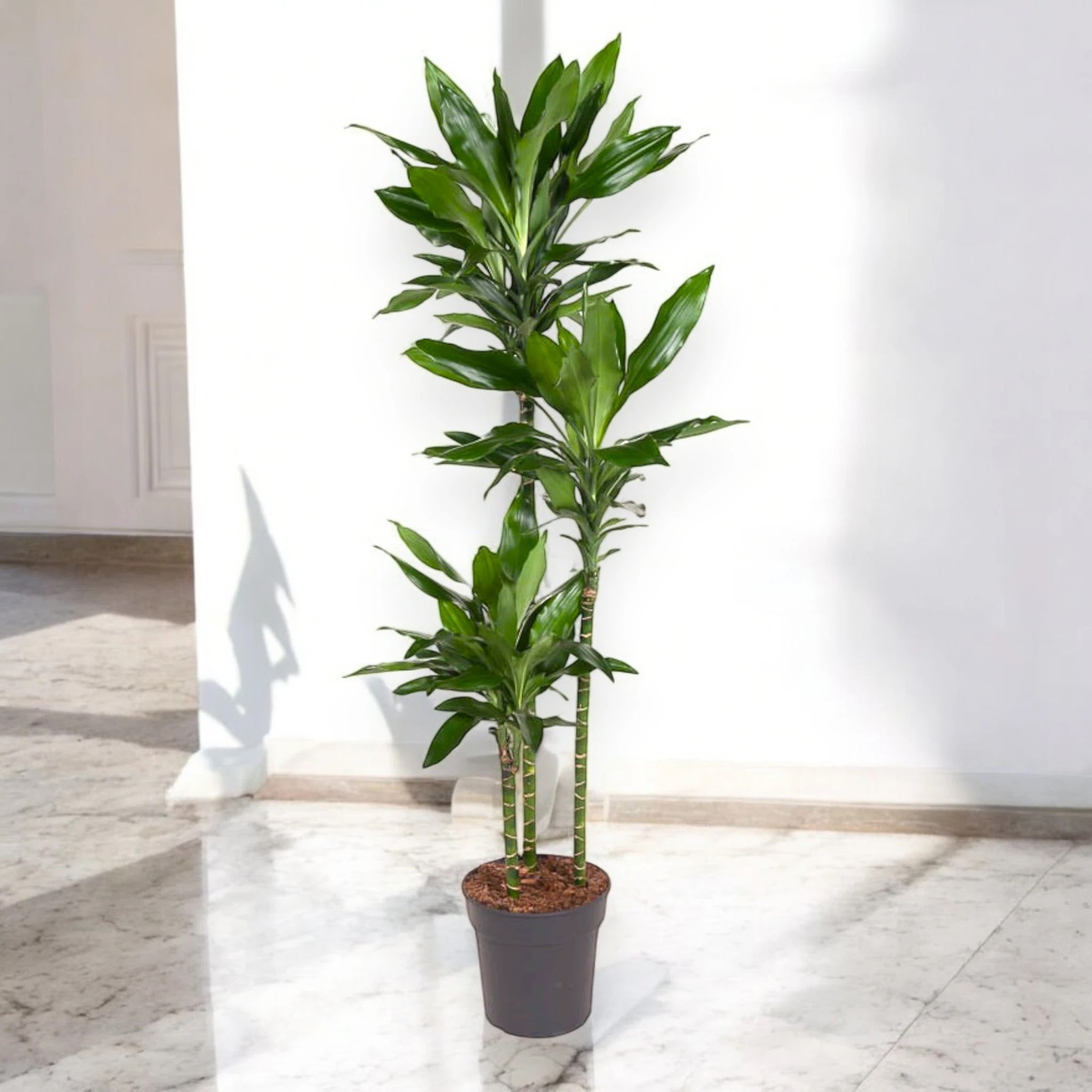 Dracaena fragrans 'Janet Lind'