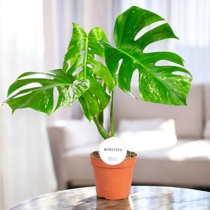 Monstera deliciosa