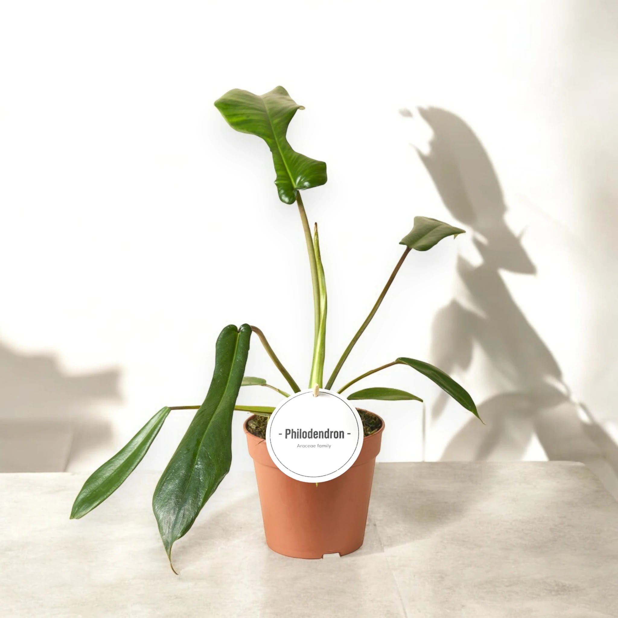 Philodendron 'Joepii'
