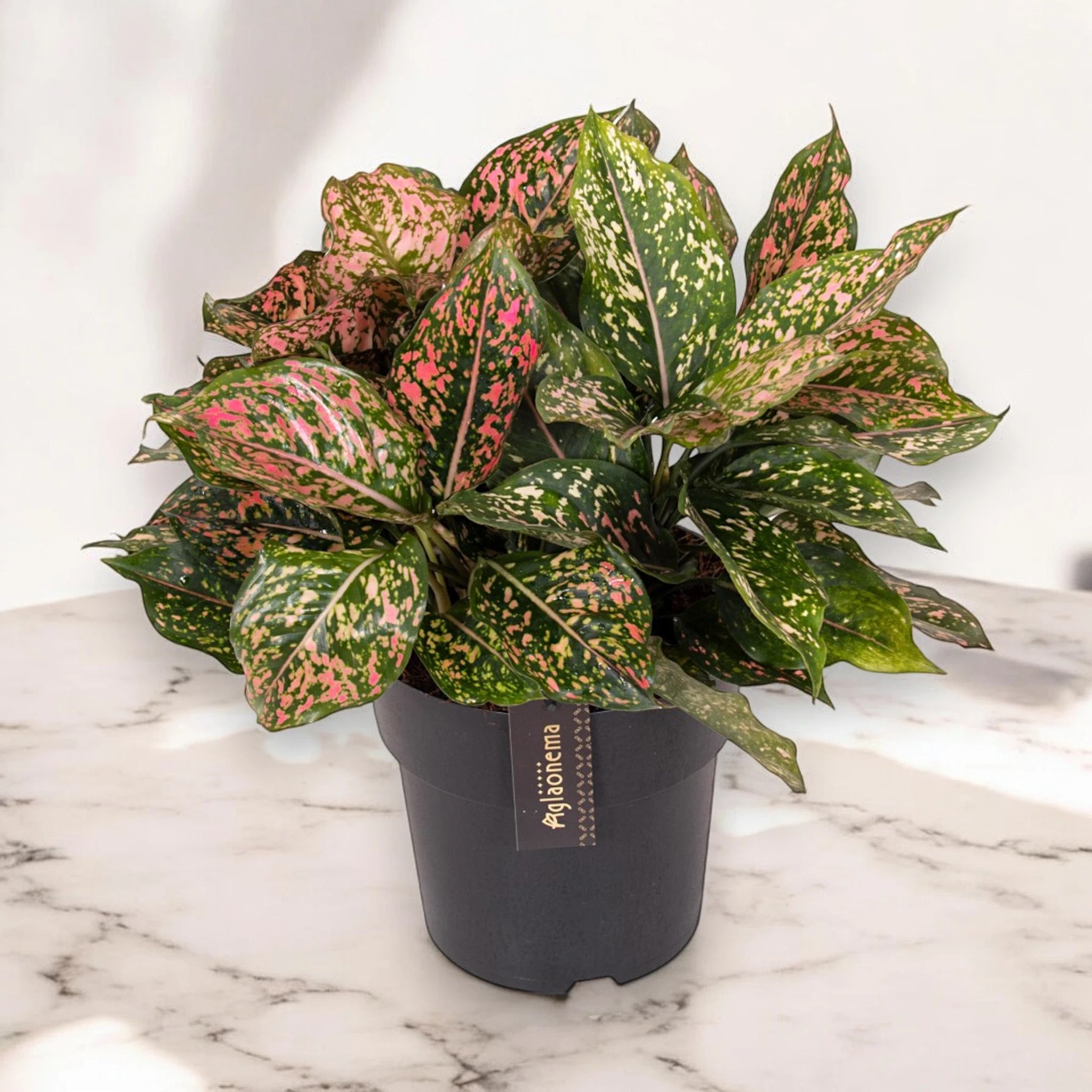 Aglaonema 'Pink Leopard'