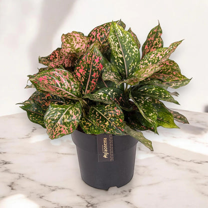 Aglaonema 'Pink Leopard'