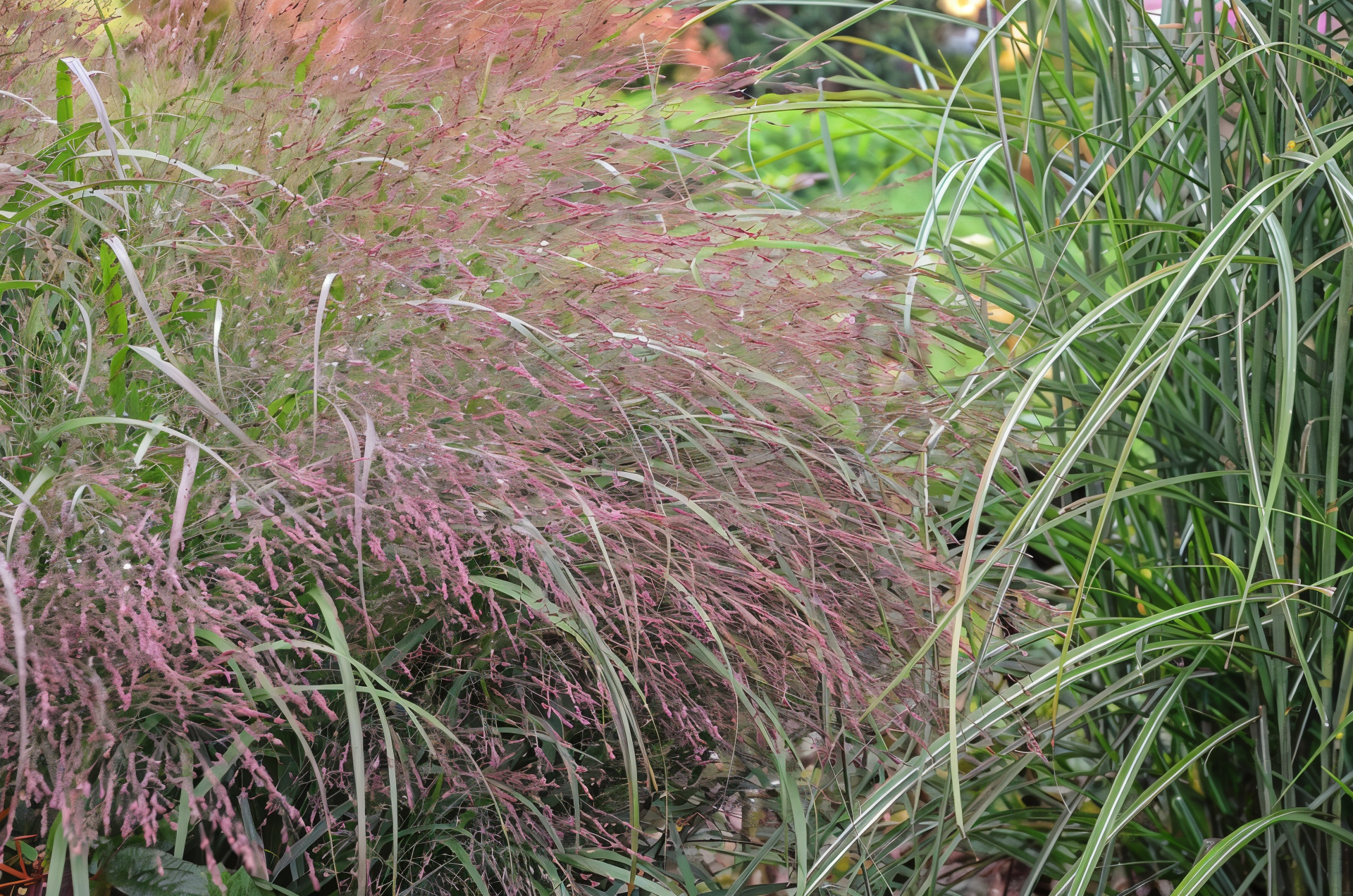 Panicum virgatum Rehbraun con fogliame rosso-bruno e spighe color bronzo in giardino autunnale
