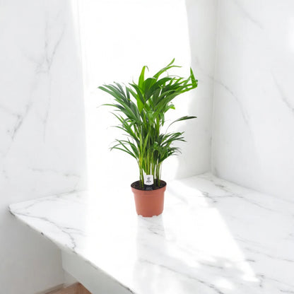 Areca - Dypsis lutescens
