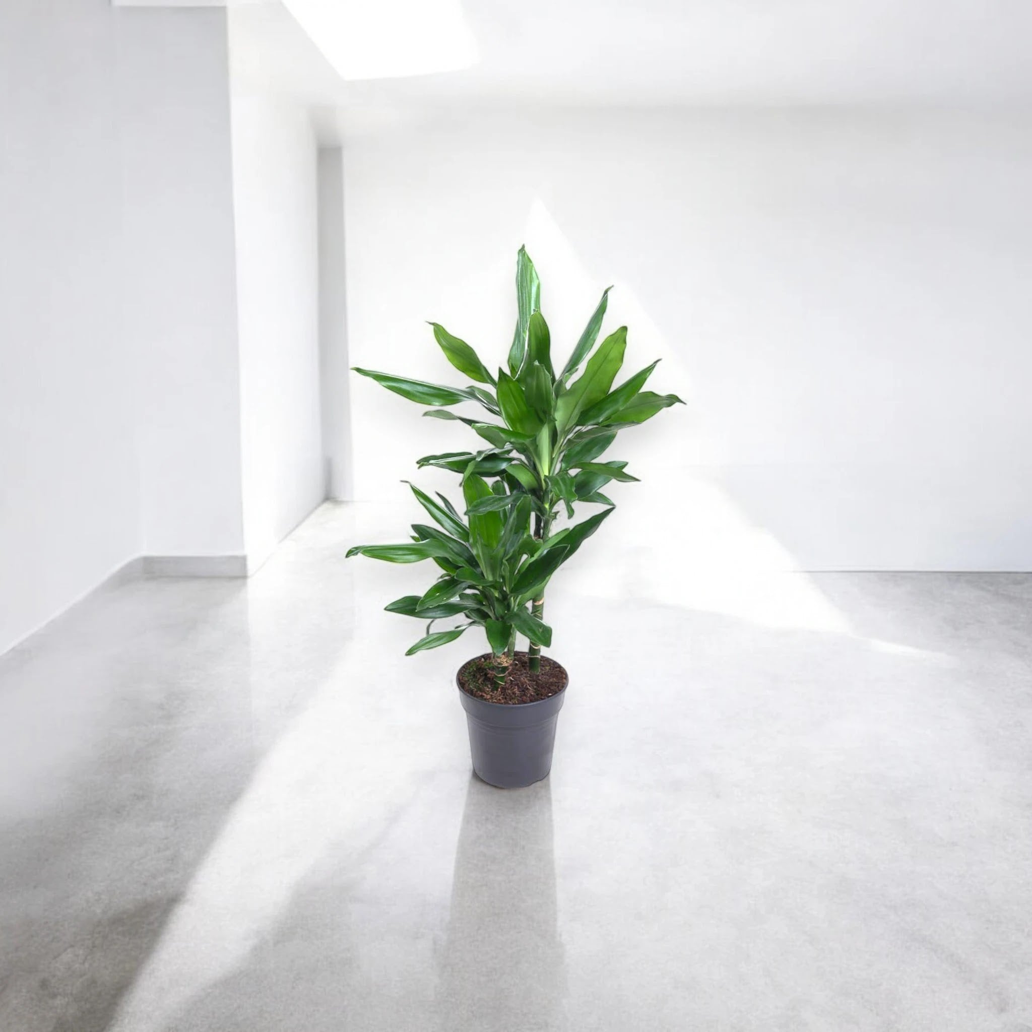 Dracaena fragrans 'Janet Lind'