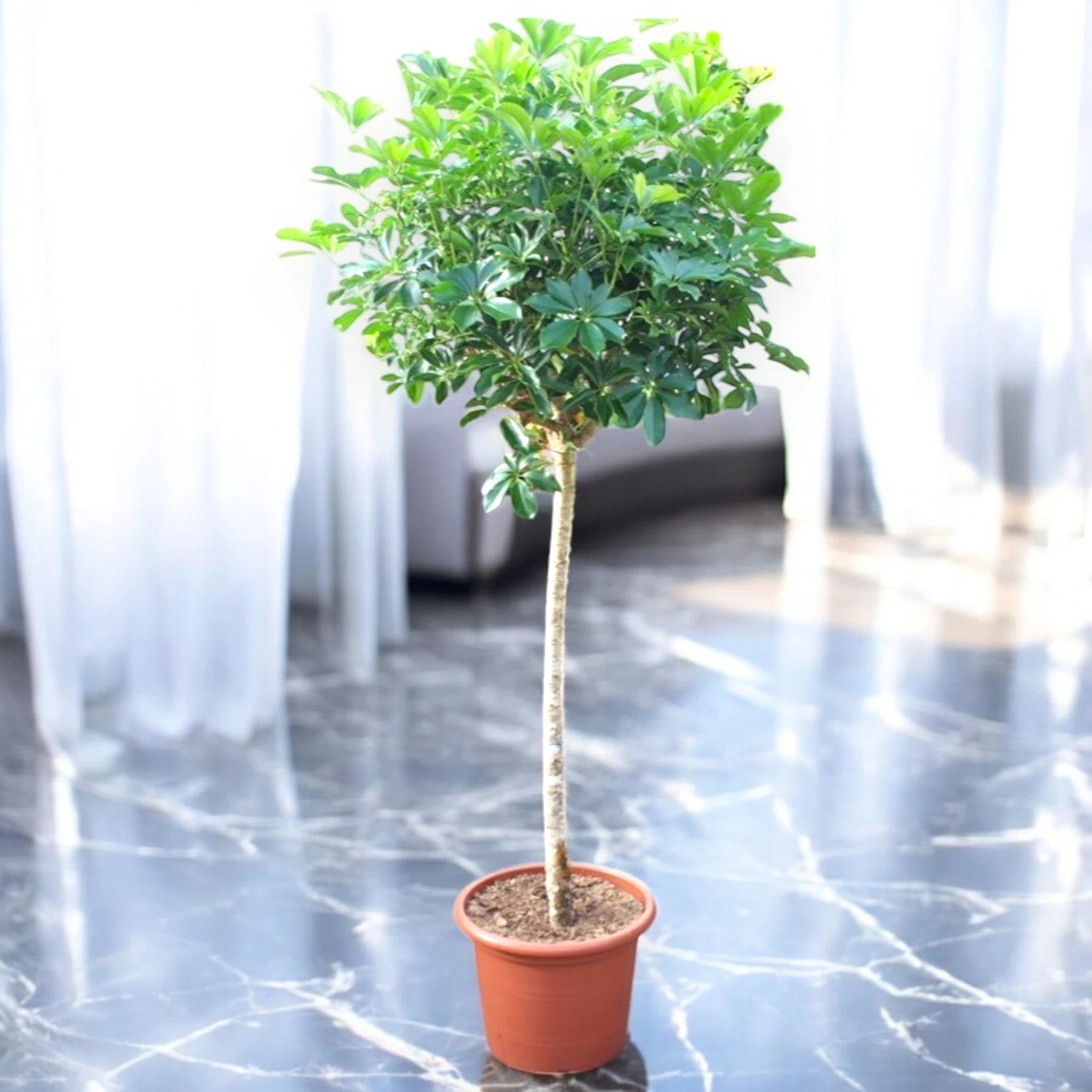 Schefflera arboricola 'Compacta'