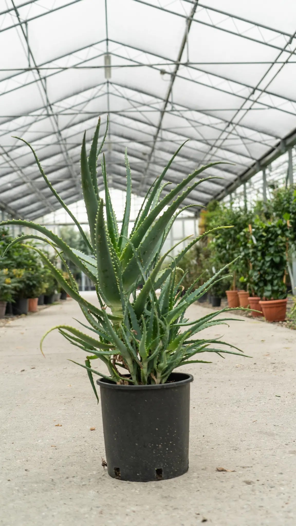Aloe arborescens