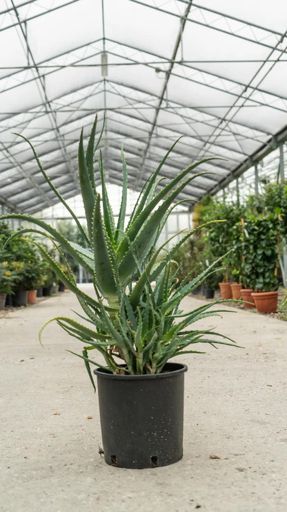 Aloe arborescens