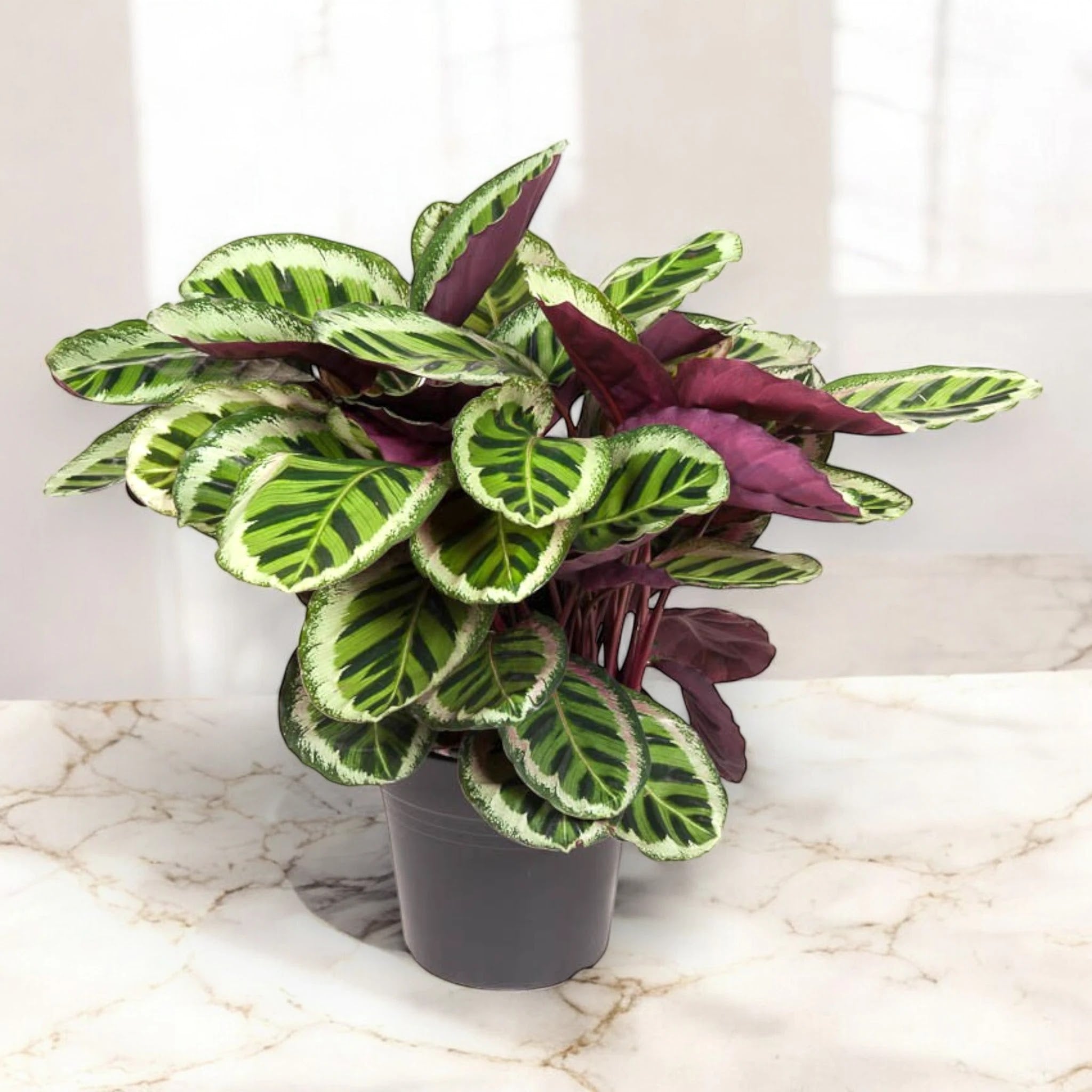 Calathea roseopicta 'Angela'