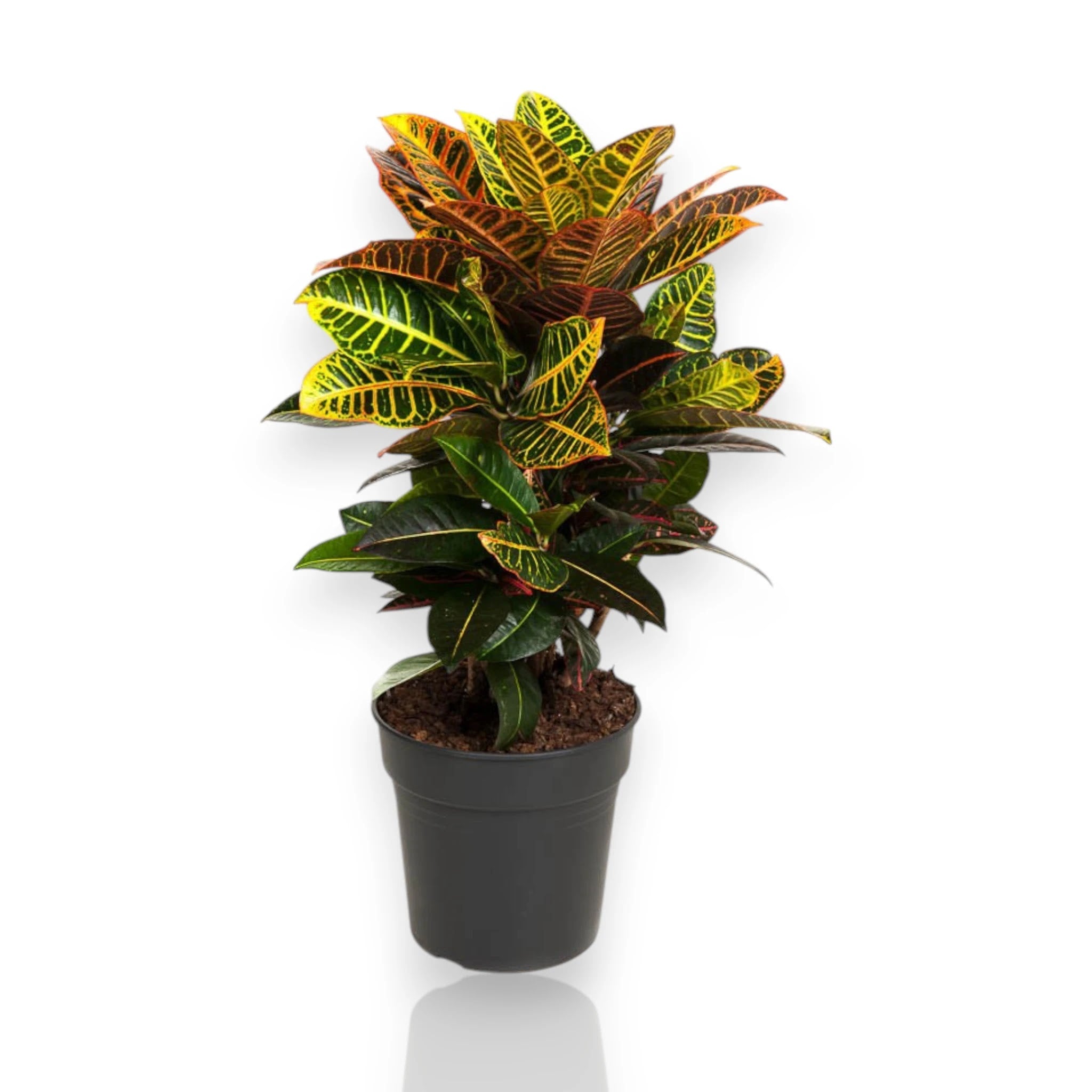 Codiaeum variegatum Petra con foglie colorate arancio e rosse in vaso bianco su superficie chiara
