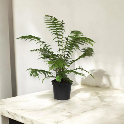 Dicksonia antarctica