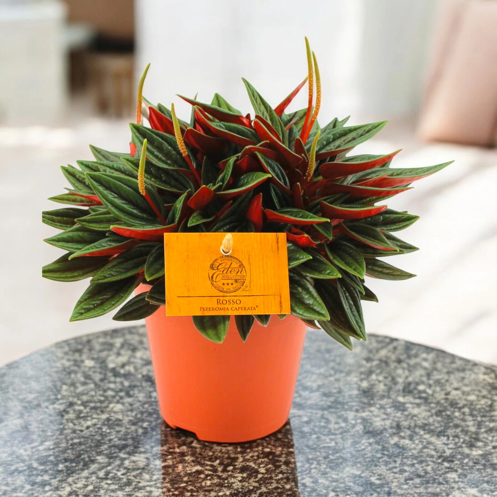 Peperomia caperata Rosso