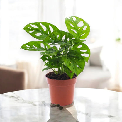 Monstera adansonii