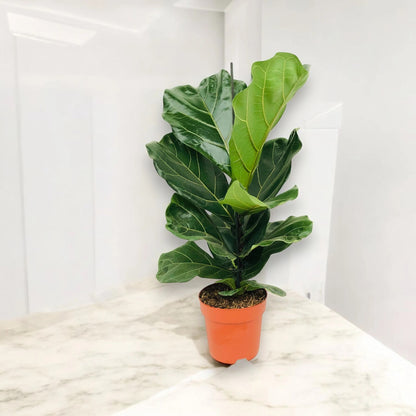 Ficus lyrata