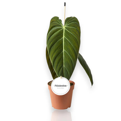 Philodendron melanochrysum in vaso con foglie vellutate verde scuro dai riflessi dorati