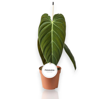 Philodendron melanochrysum in vaso con foglie vellutate verde scuro dai riflessi dorati