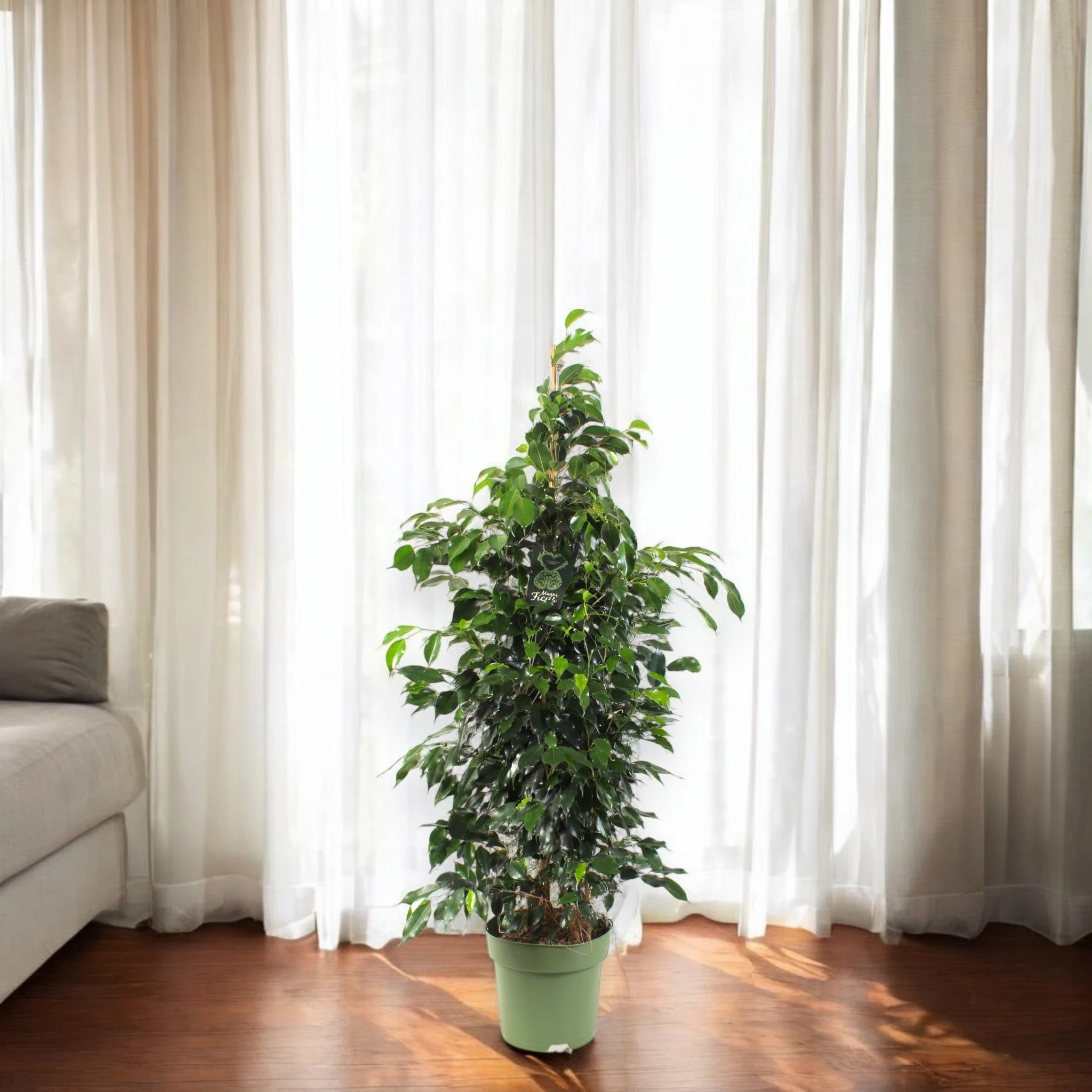 Ficus benjamina 'Danielle'