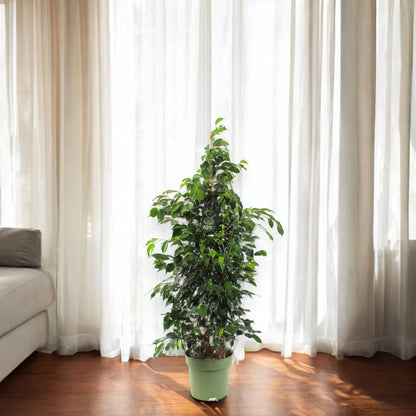 Ficus benjamina 'Danielle'