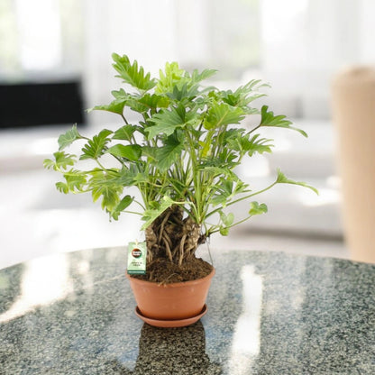 Philodendron 'Xanadu'