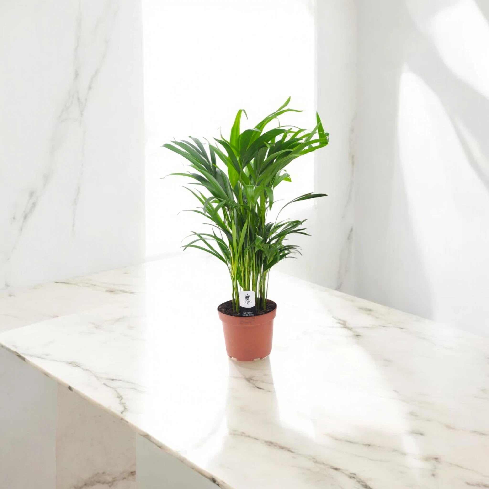 Areca - Dypsis lutescens