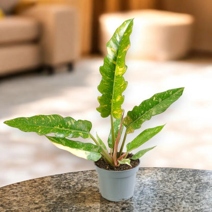 Philodendron ring of Fire