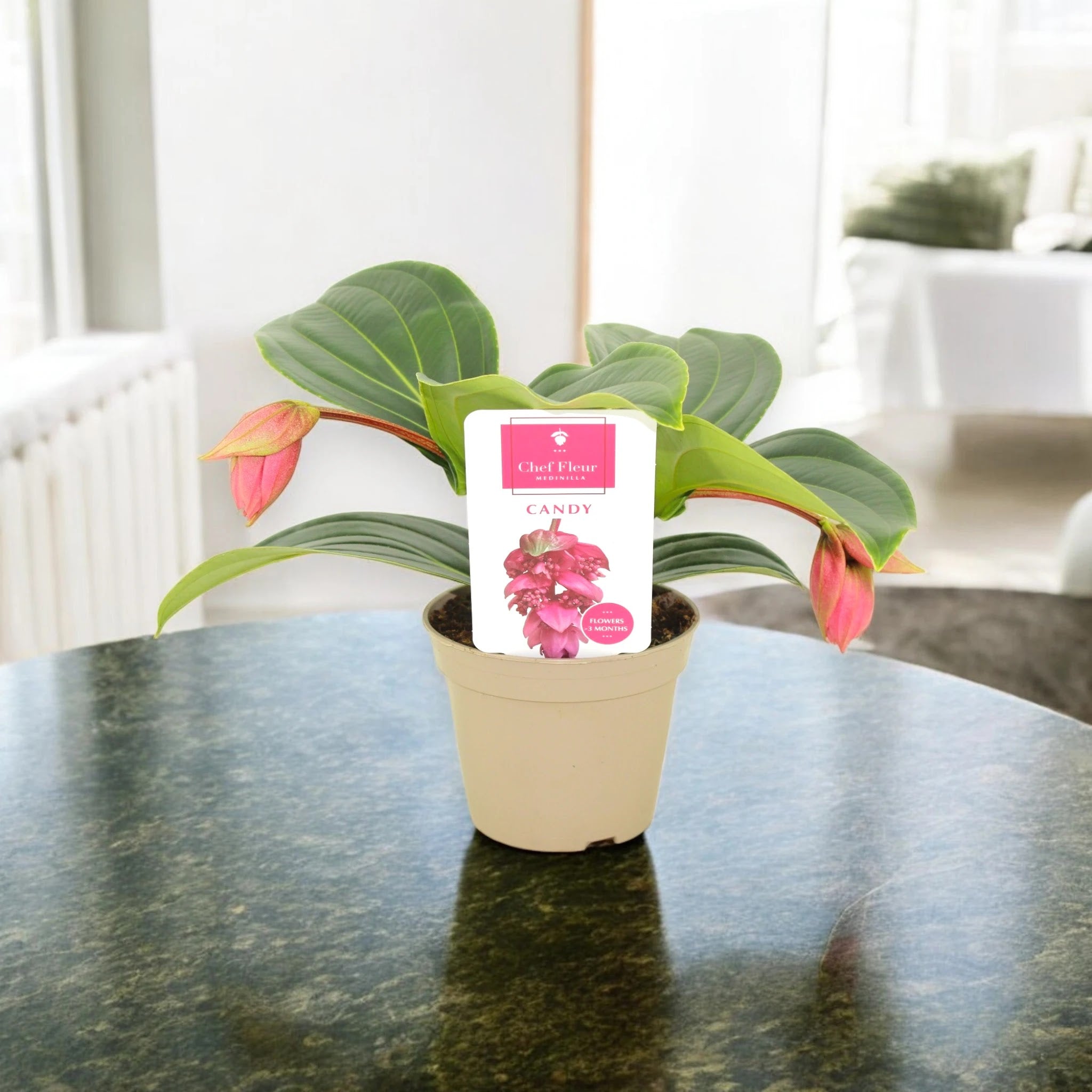 Medinilla magnifica
