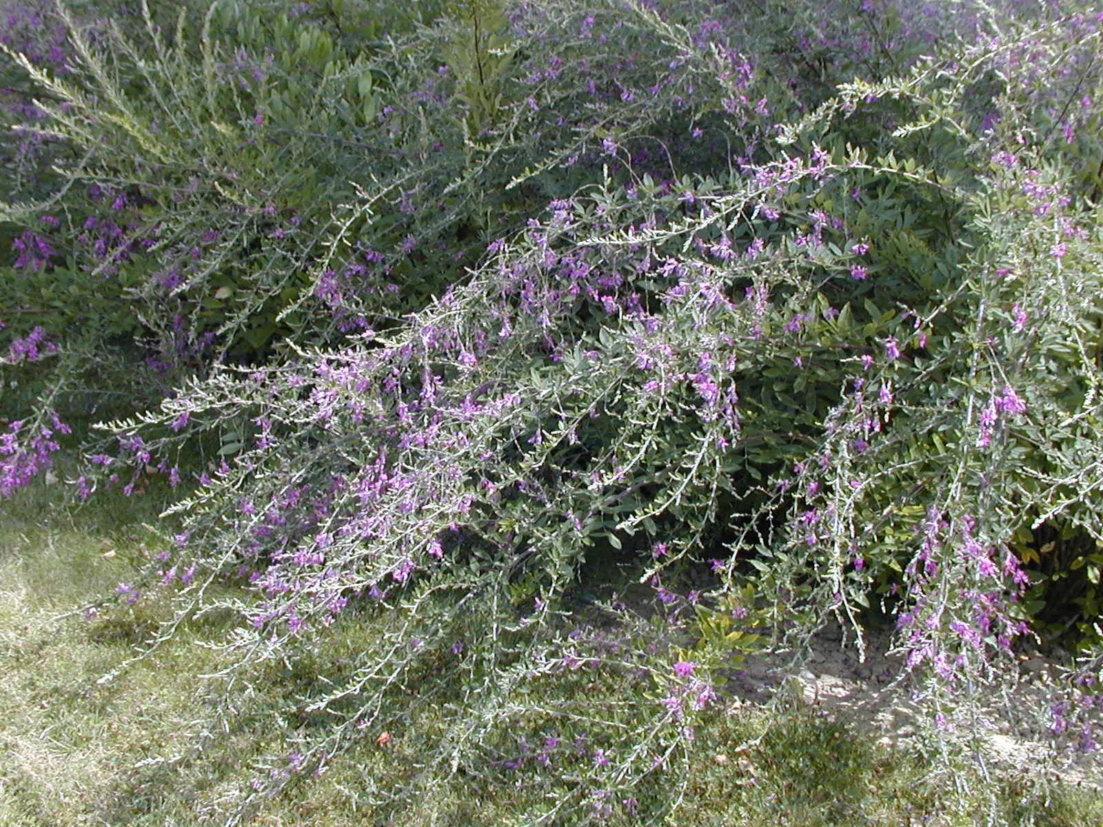 Lespedeza thunbergii in fiore con rami arcuati ricoperti di fiori rosa-porpora in giardino autunnale