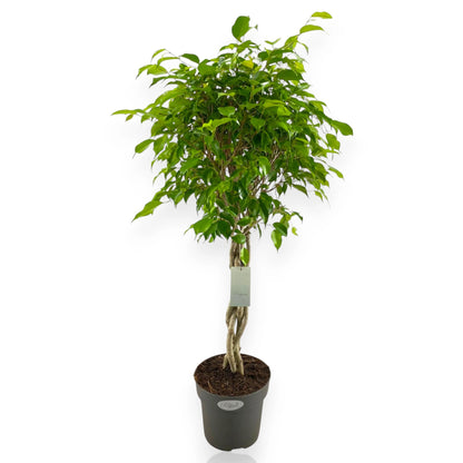 Ficus benjamina 'Exotica'
