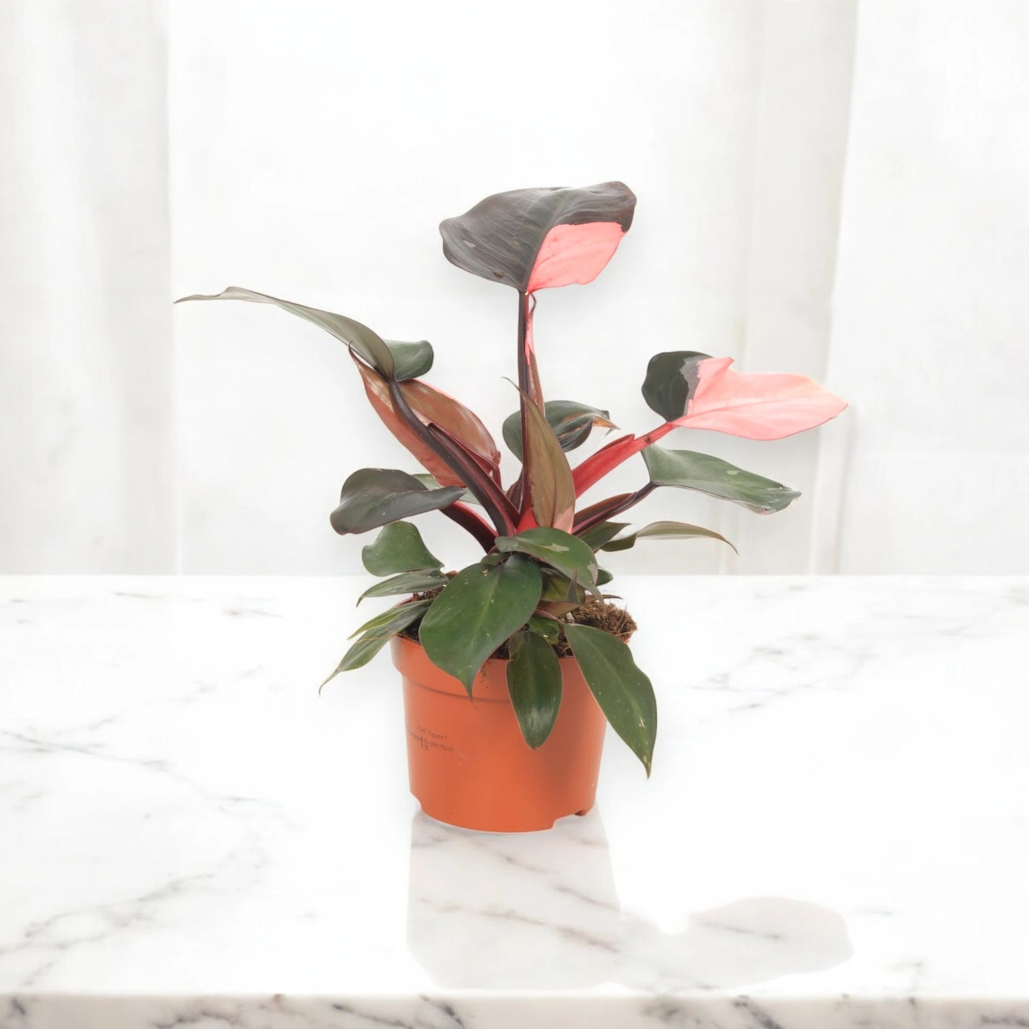 Philodendron 'Pink Princess'