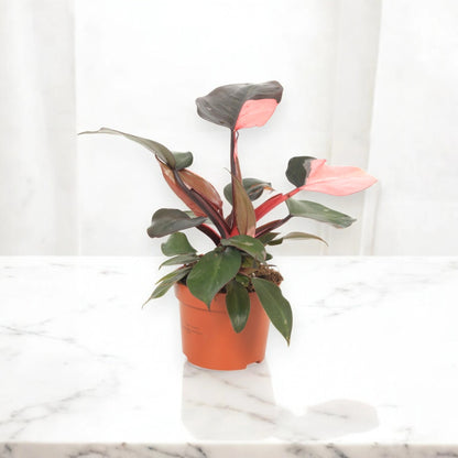Philodendron 'Pink Princess'