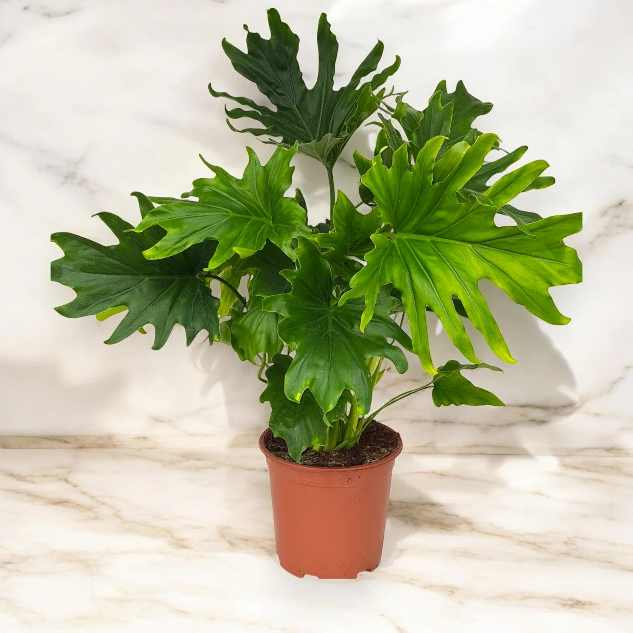 Dettaglio foglia palmato-lobata di Philodendron Lickety Split con nervature evidenti