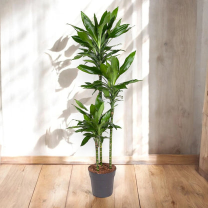 Dracaena fragrans 'Janet Lind'