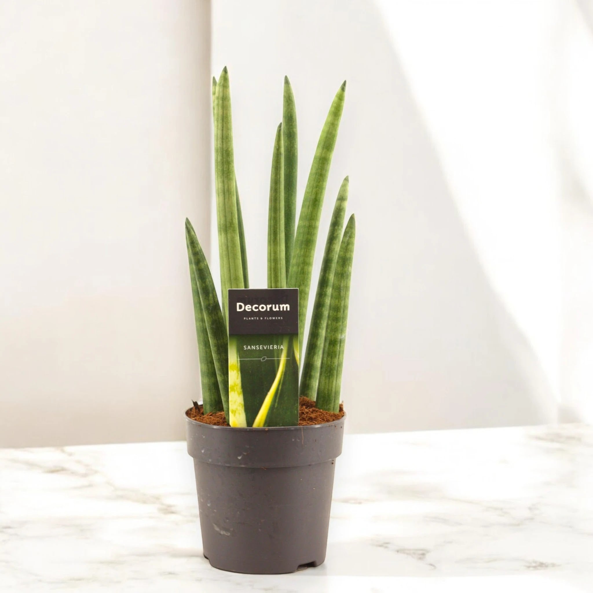 Sansevieria cylindrica 'Rocket'