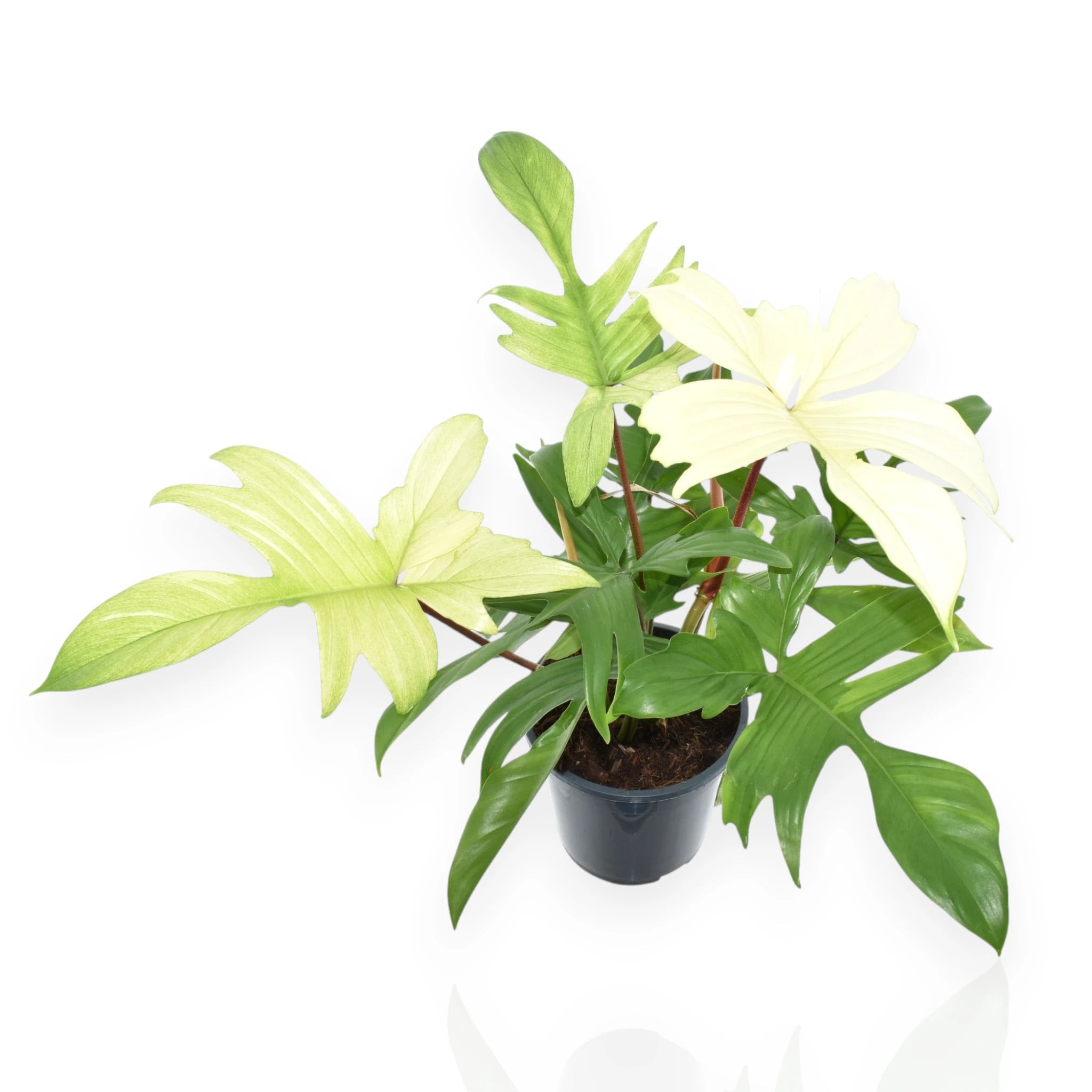 Philodendron 'Florida Ghost'