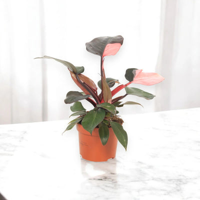 Dettaglio foglia di Philodendron Pink Princess con variegature rosa intenso e venature prominenti