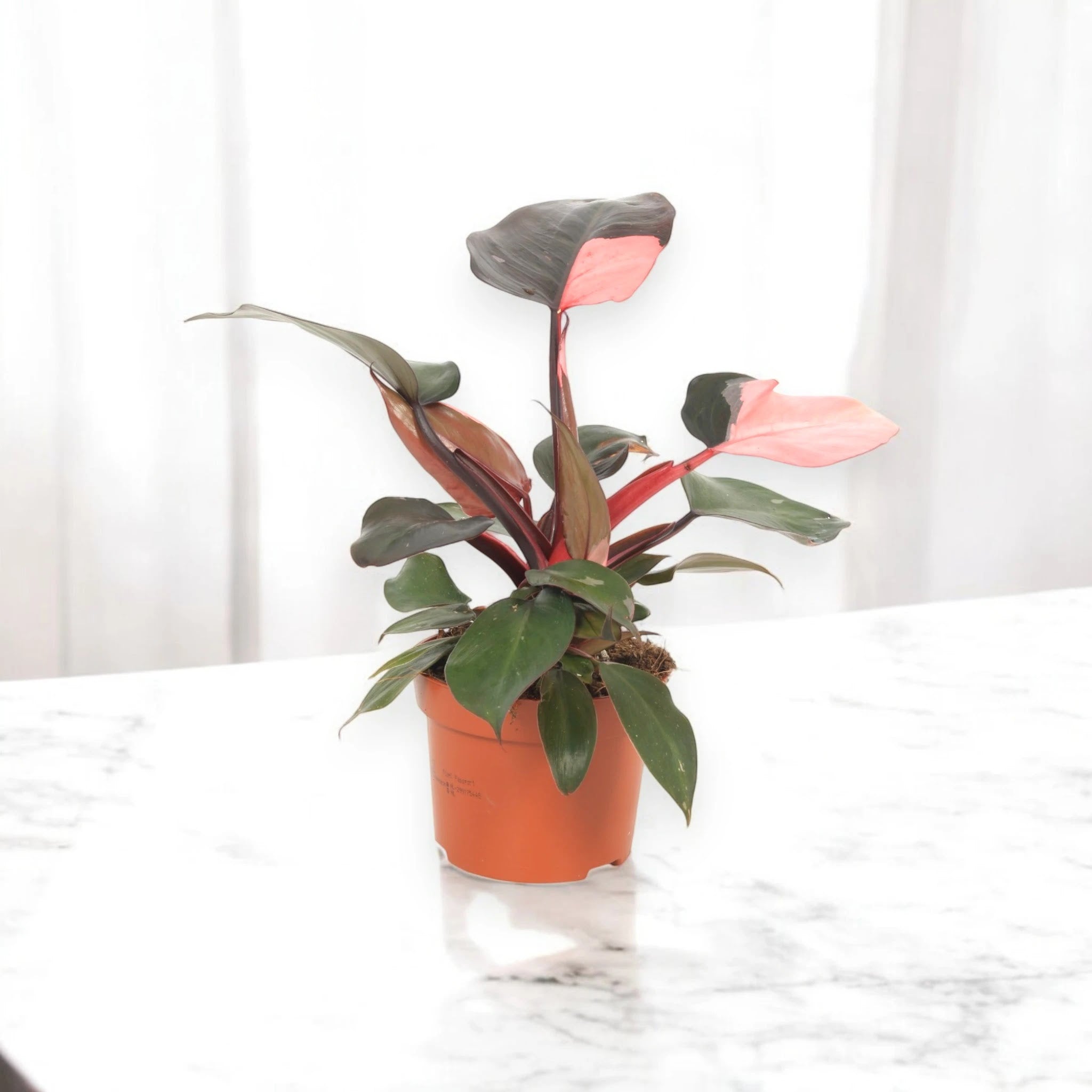 Dettaglio foglia di Philodendron Pink Princess con variegature rosa intenso e venature prominenti