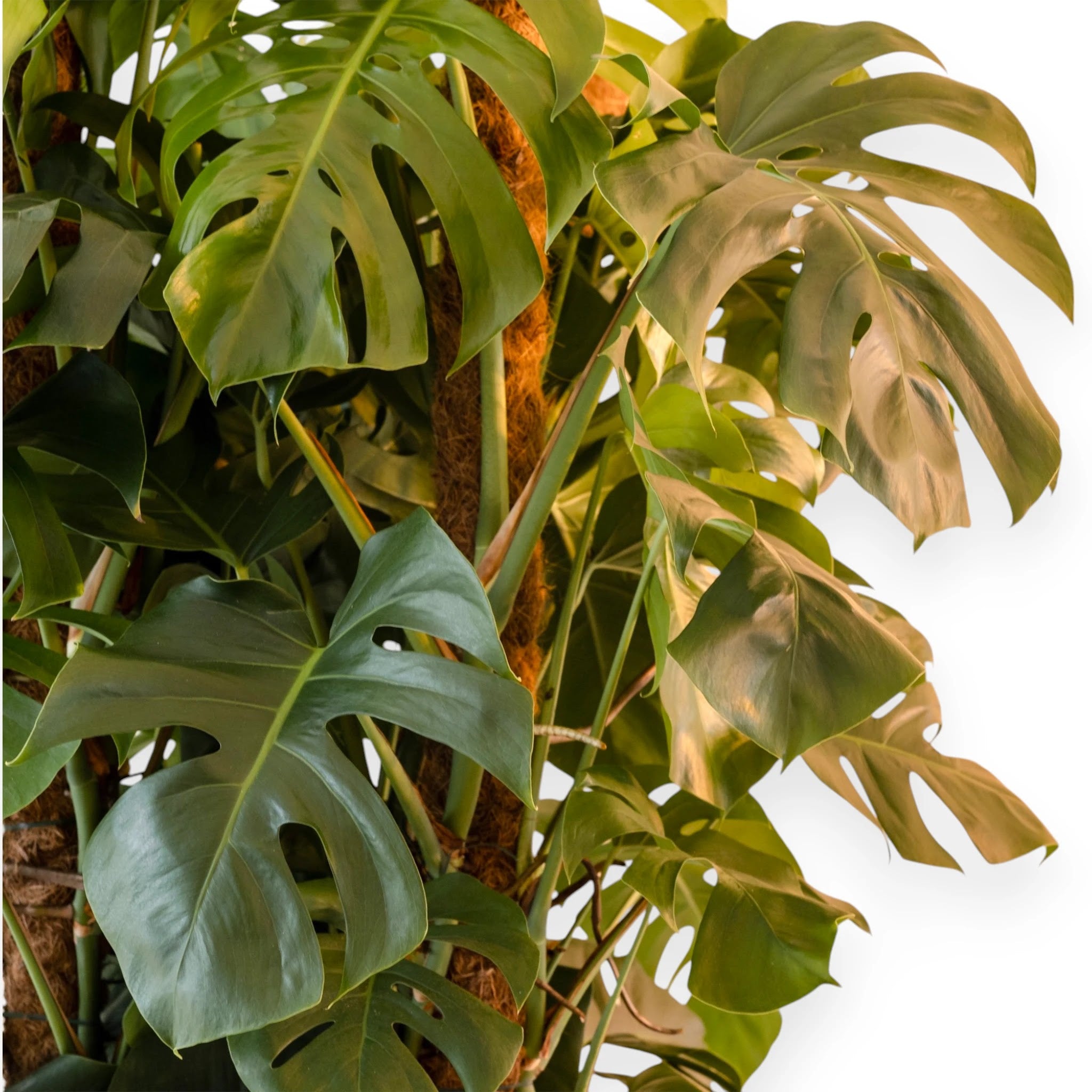 Monstera deliciosa
