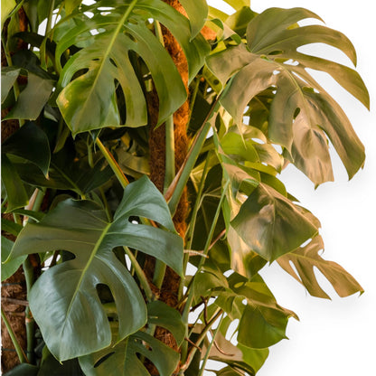 Monstera deliciosa