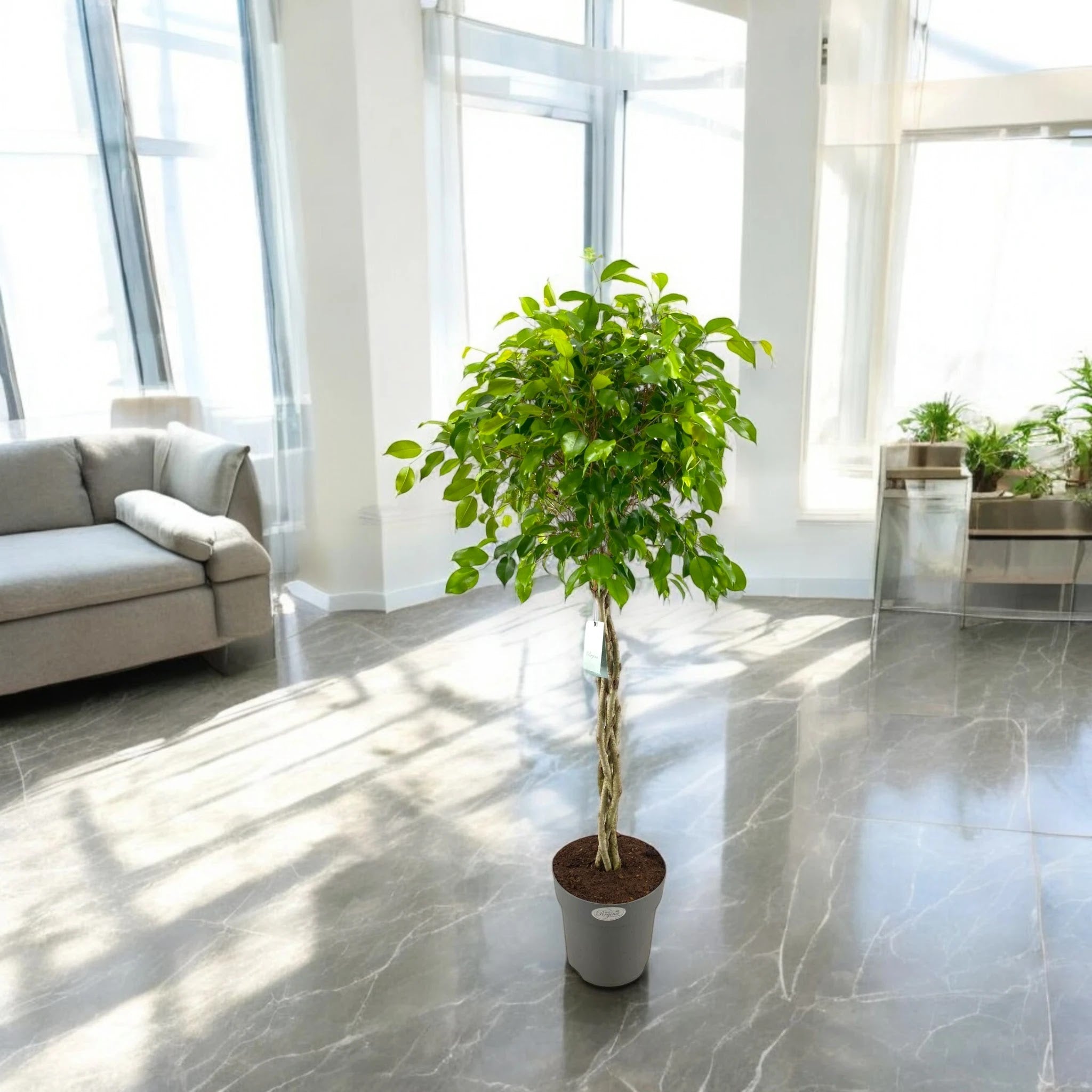 Ficus benjamina 'Exotica'