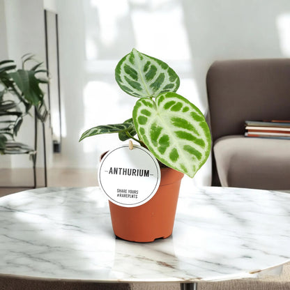 Dettaglio foglia Anthurium Silver Blush con riflessi argentati e venature scure