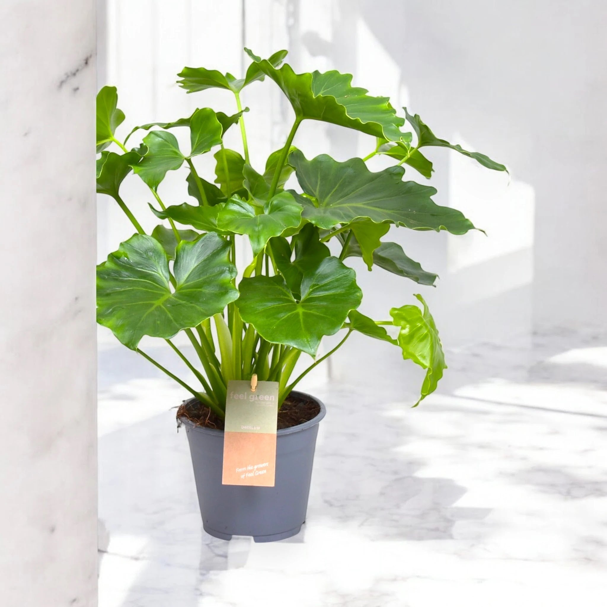 Philodendron bipinnatifidum 'Shangri-la'