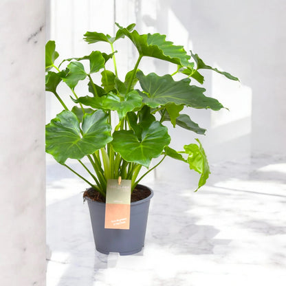 Philodendron bipinnatifidum 'Shangri-la'