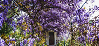 Glicine Wisteria floribunda Rosea con grappoli di fiori rosa su pergola in giardino