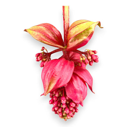 Medinilla magnifica