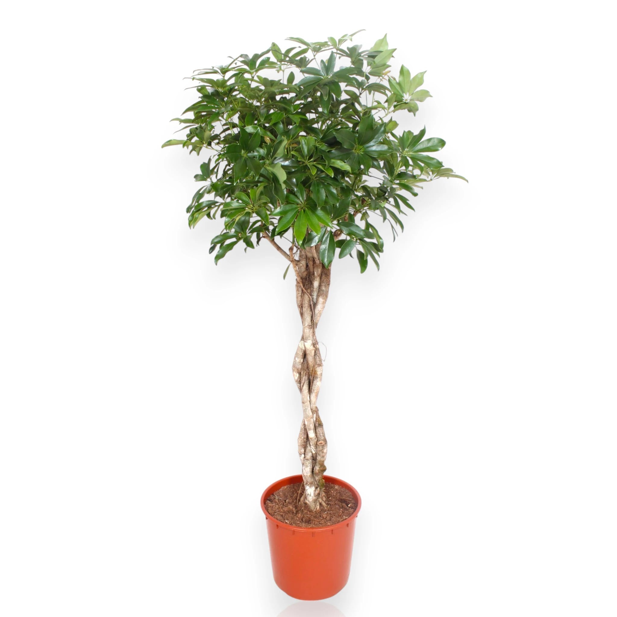 Schefflera arboricola 'Compacta'