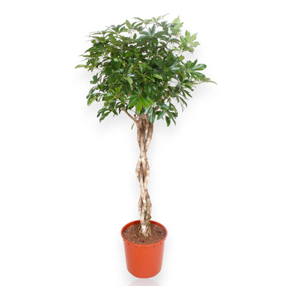 Schefflera arboricola 'Compacta'